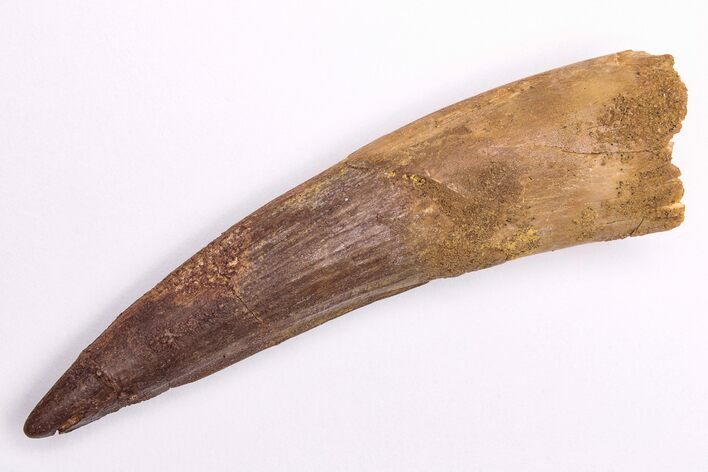 Fossil Spinosaurus Tooth - Real Dinosaur Tooth #206169